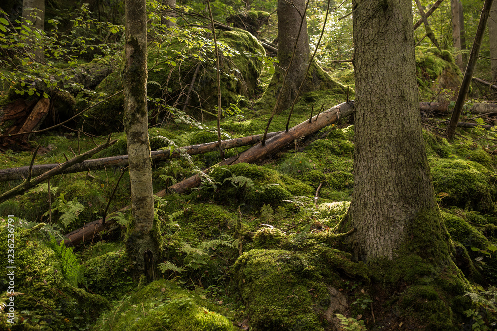Trees growing in forest Trees growing in forest
