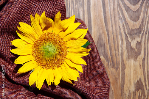 Fototapeta Naklejka Na Ścianę i Meble -  Beautiful yellow sunflower flower on brown wooden background with copy space