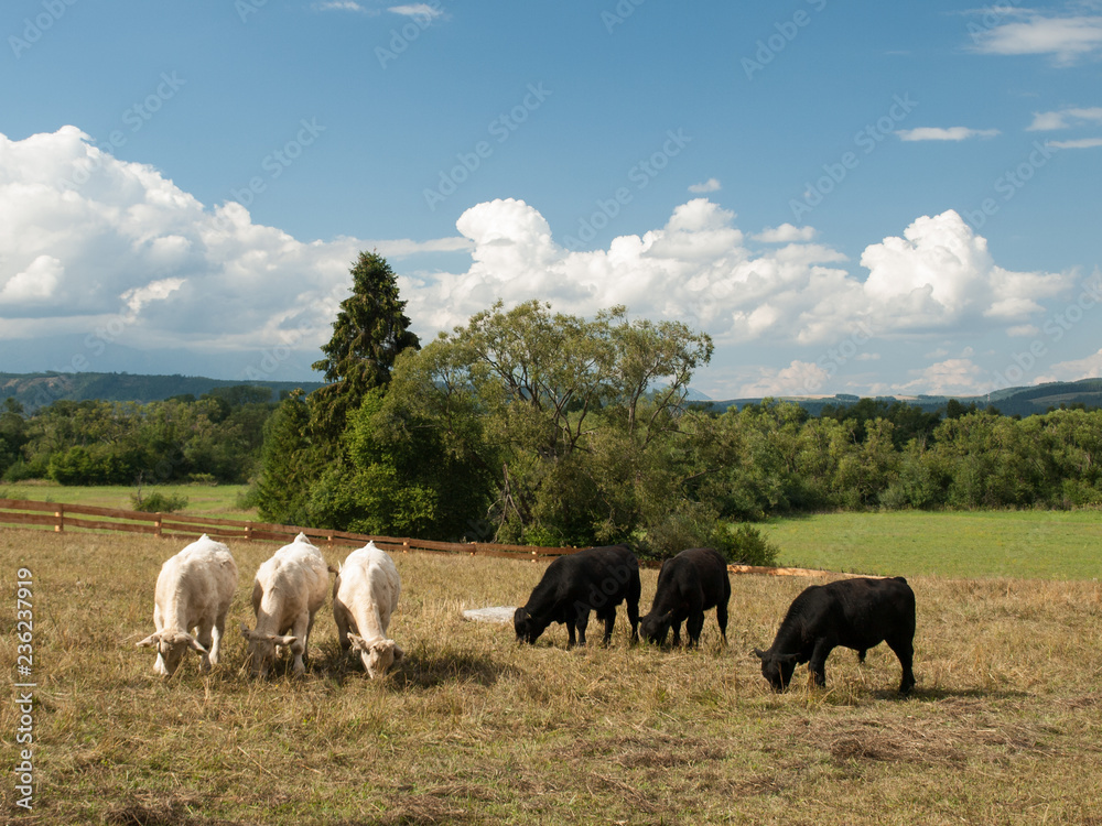 A group of separated black and white cows on a meadow with trees during summer, Slovakia