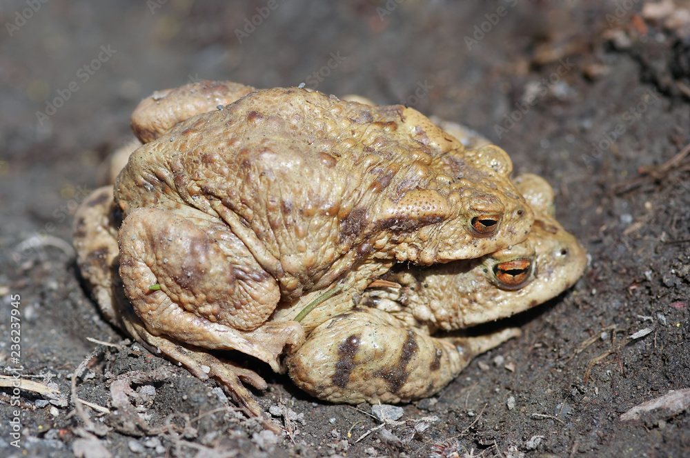 Fototapeta premium Reproduction of the frogs - mating of toads