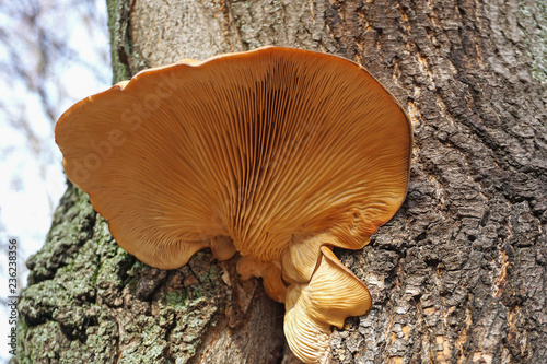 Large mushroom on the tree