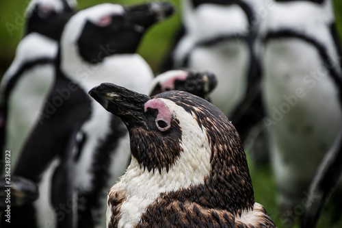 Magellan Penguins (order Sphenisciformes, family Spheniscidae) are a group of aquatic, flightless birds living almost exclusively in the southern hemisphere, especially in Antarctica photo