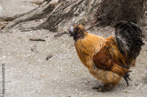 Portrait of a french Crèvecoeur hen in the yard. photo