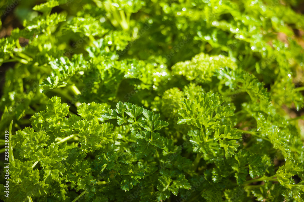 Green fresh curly parsley growing in the garden on the bed. Green fresh curly parsley growing in the garden on the bed.