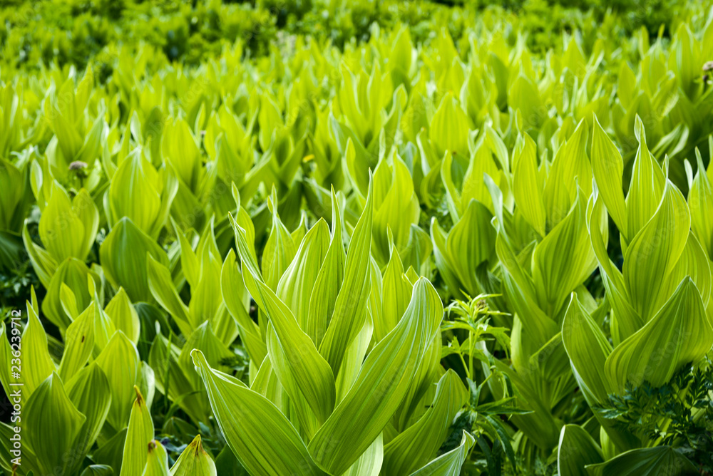 Green plants growing in a mountain field Green plants growing in a mountain field