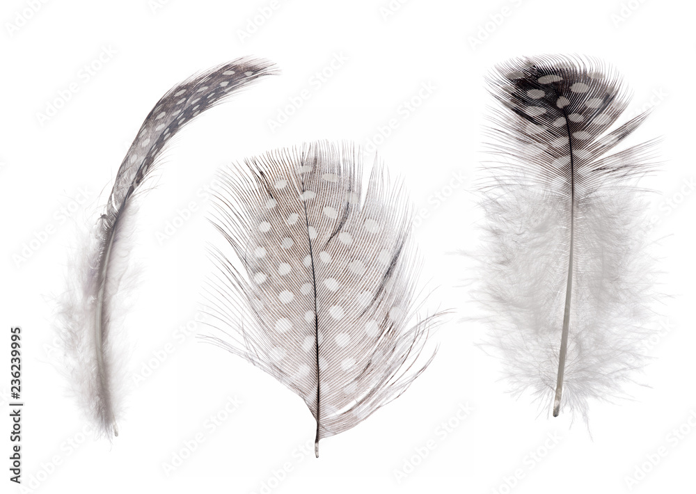 Obraz premium fluffy isolated three feathers in spots