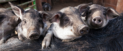 Cute funny Mangalica piglets on a farm