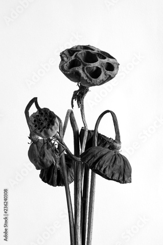 Dried Lotus seed pods, Tropical flowers dry isolated on white background, with clipping path
