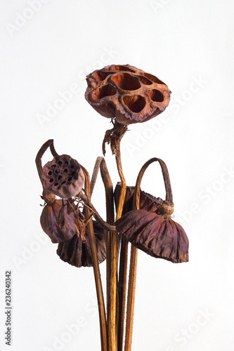 Dried Lotus seed pods, Tropical flowers dry isolated on white background, with clipping path