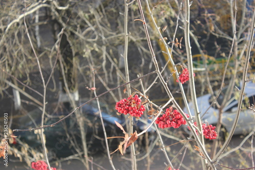 red rowanberry in late fall