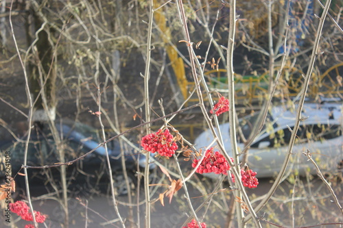 red rowanberry in late fall