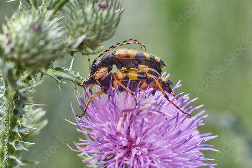Colourful beetles are engaged in procreation on a  grass.