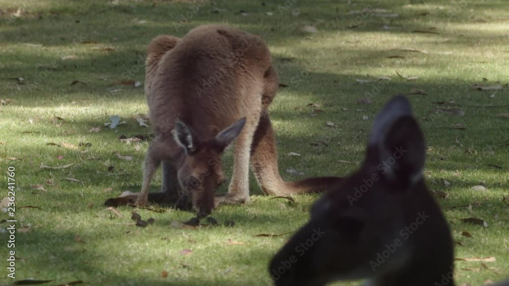 Kangaroo grazing on grass, with the head of another kangaroo in the foreground. Kangaroo grazing on grass, with the head of another kangaroo in the foreground.