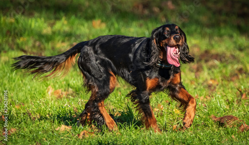 Gordon setters tongue