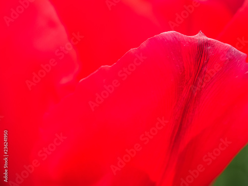 Close up image of red tulip