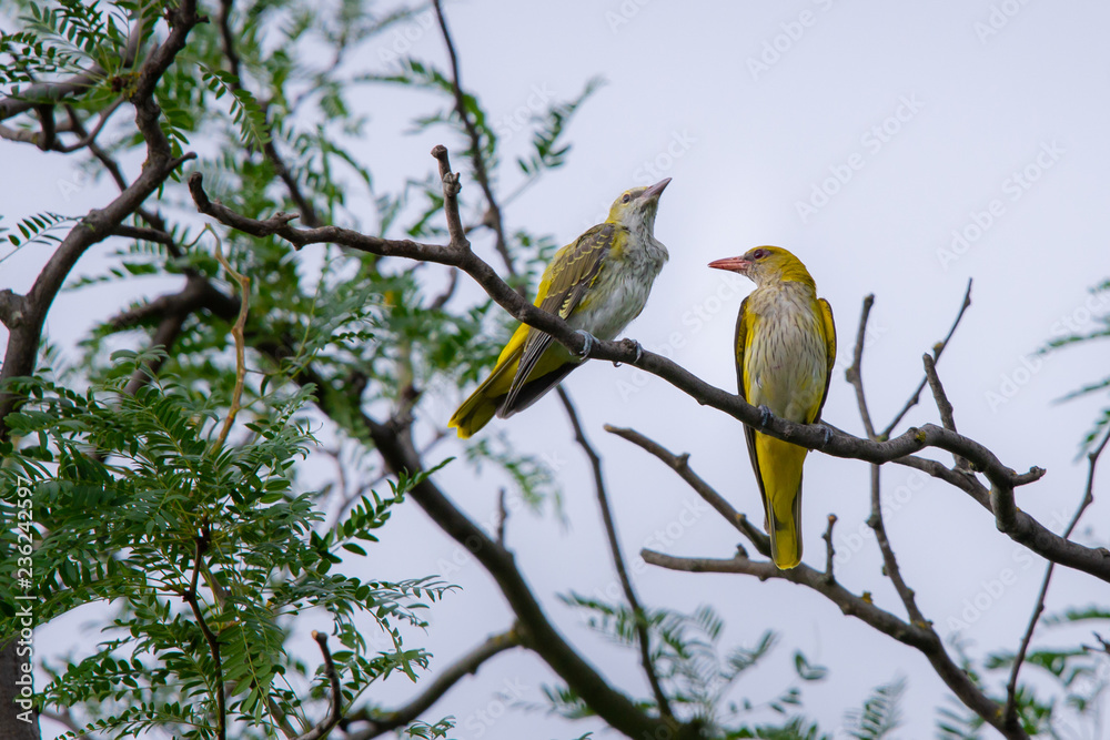 Young Eurasian Golden Oriole or Oriolus oriolus Young Eurasian Golden Oriole or Oriolus oriolus