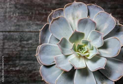 Echeveria chihuahuaensis on wooden table. Succulents photo