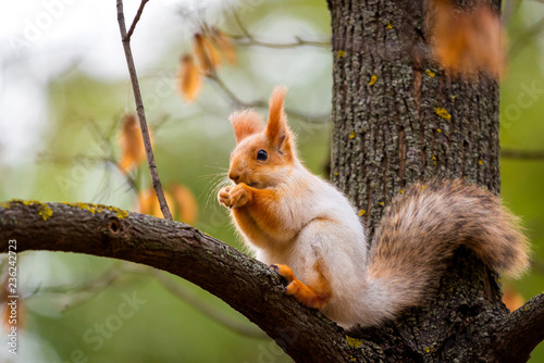 A wild squirrel captured in a cold sunny autumn day, funny cute squirrel is on the tree in autumn park. Colorful nature, fall season concept