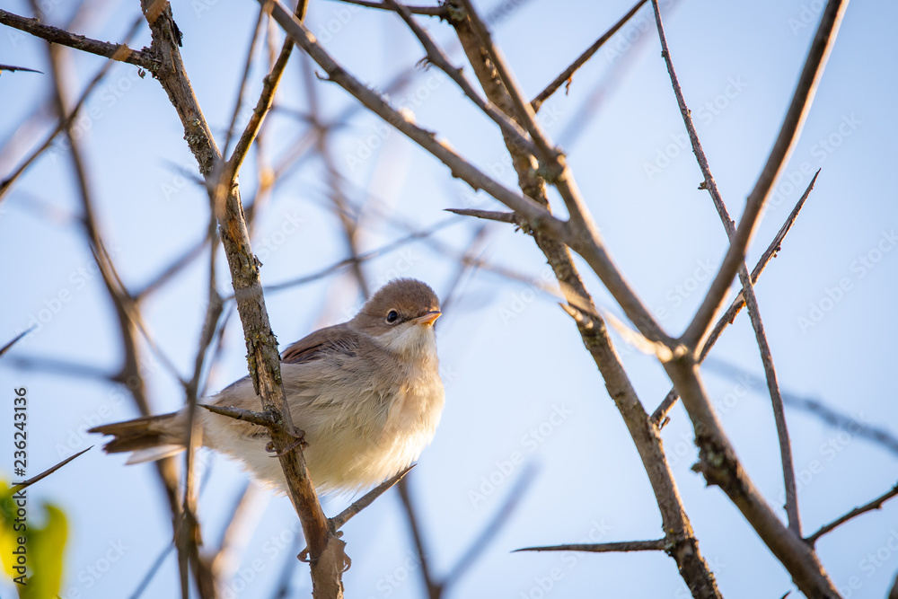 Obraz premium Eurasian reed warbler or Acrocephalus scirpaceus close