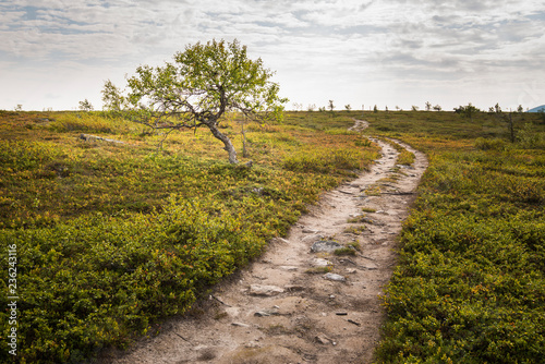 Dirt road through field in Lapland, Sweden photo