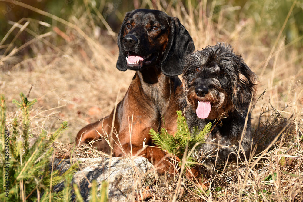 Bayerischer Gebirgsschweißhund und Zwerg-Rauhaardackel