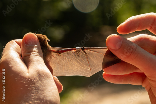 Tablou pe pânză The soprano pipistrelle in hand with ring mark