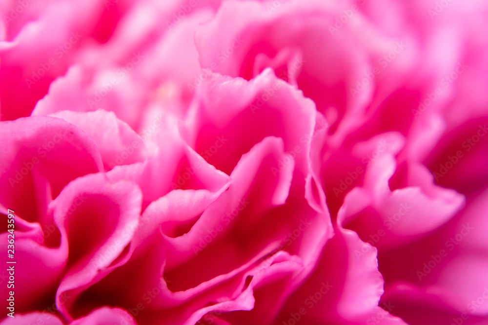 Close up of Carnation