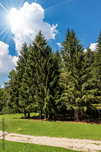 Evergreen Trees in Summer - Trentino Alto Adige Italy