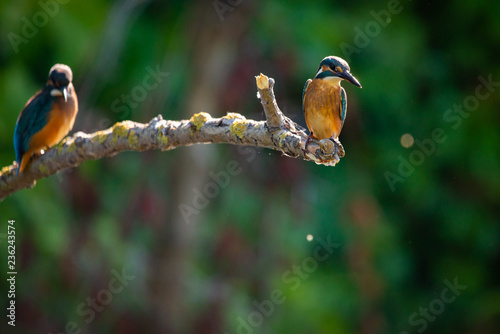 Two Common European Kingfishers or Alcedo atthis perched on a stick above the river and hunting for fish photo