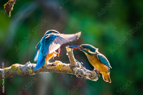 Two Common European Kingfishers or Alcedo atthis perched on a stick above the river and hunting for fish photo