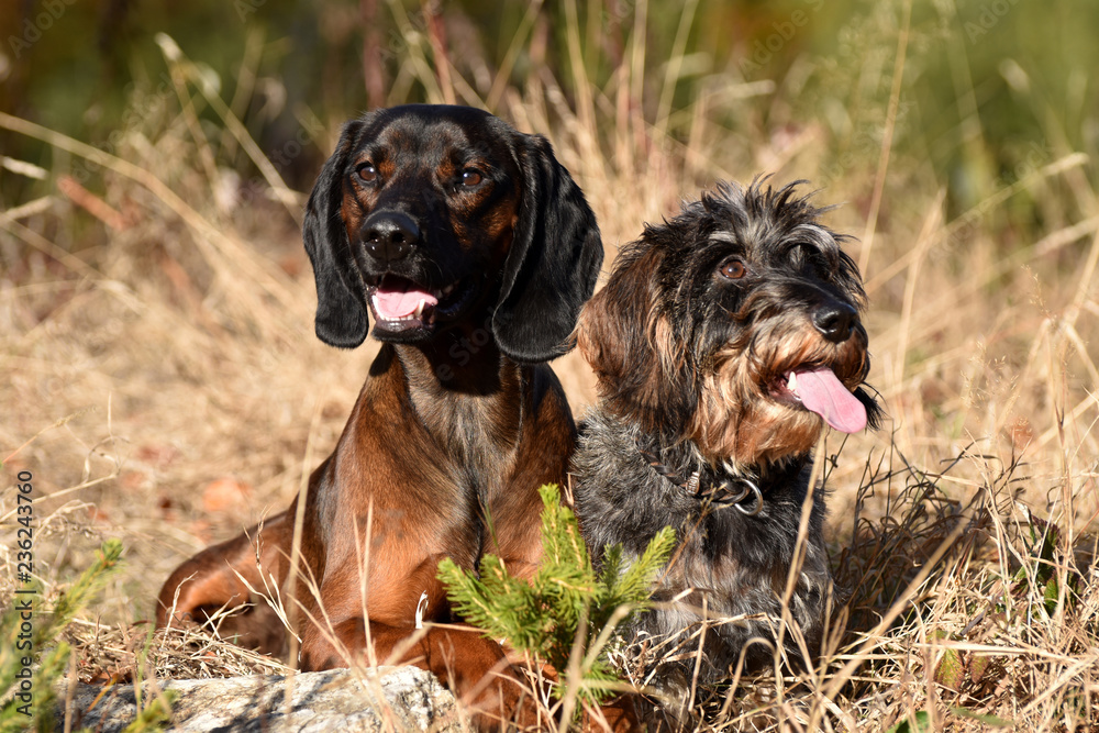 Bayerischer Gebirgsschweißhund und Zwerg-Rauhaardackel Bayerischer Gebirgsschweißhund und Zwerg-Rauhaardackel