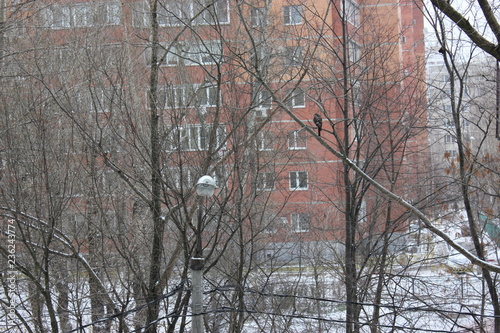 wild hawk bird in a winter town