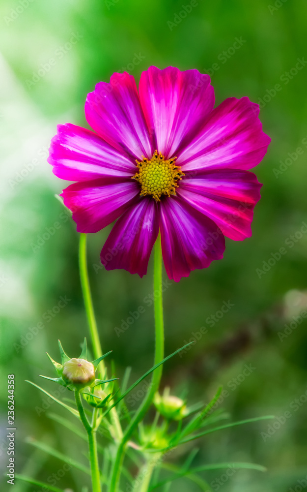 Cosmos Flower Cosmos Flower