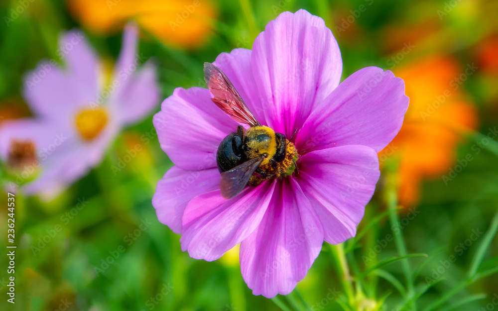 Flor de Cosmos abelha se alimentando de pólen Flor de Cosmos abelha se alimentando de pólen