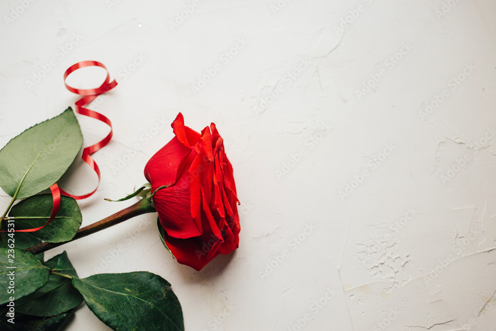 Single red rose with red ribbon on white plastered background, beautiful texture, copy space Single red rose with red ribbon on white plastered background, beautiful texture, copy space