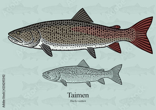 Taimen. Vector illustration with refined details and optimized stroke that allows the image to be used in small sizes (in packaging design, decoration, educational graphics, etc.)