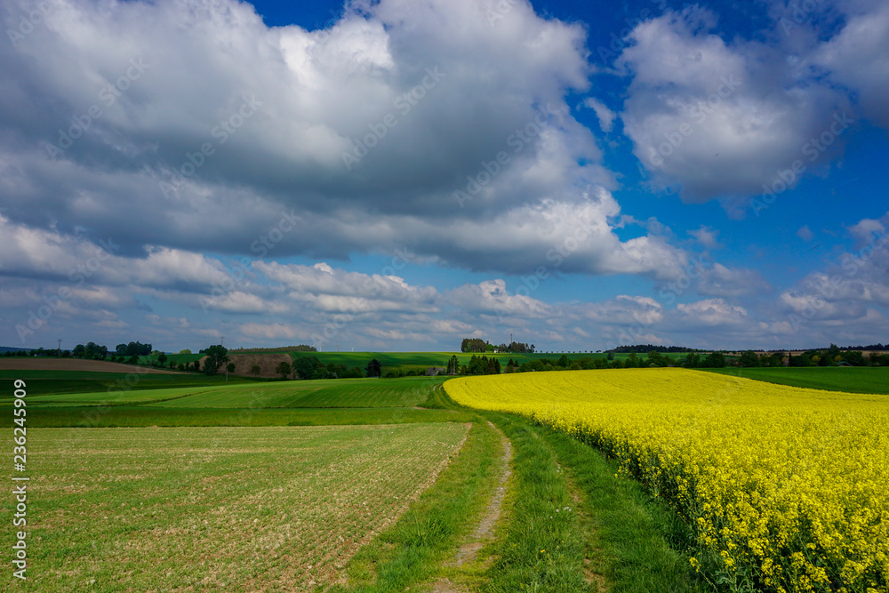 Way along a rapeseed field