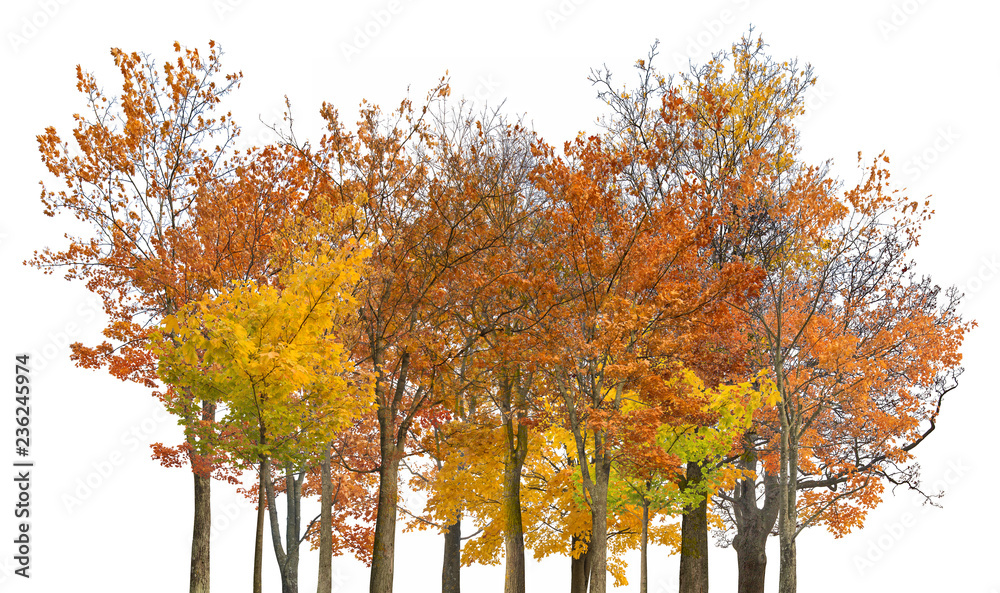 large group of fall maples isoalted on white