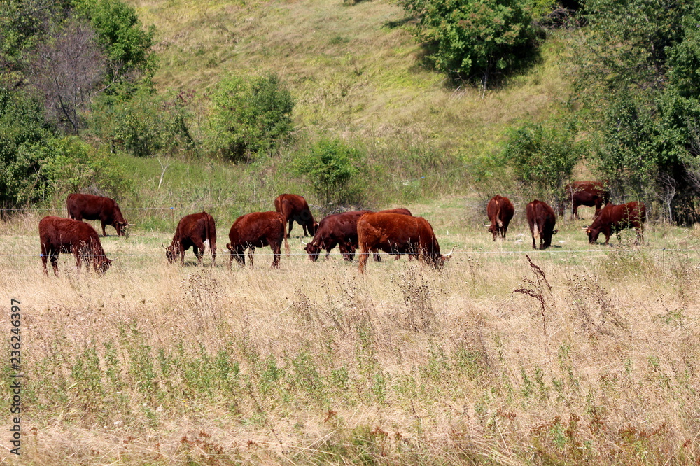 Dark brown cows calmly standing and eating dry grass in enclosed area protected with electrical wire surrounded with high uncut grass and small trees on warm summer day Dark brown cows calmly standing and eating dry grass in enclosed area protected with electrical wire surrounded with high uncut grass and small trees on warm summer day