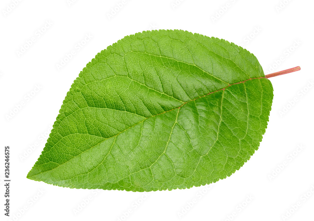 Fototapeta premium Plum leaf isolated Clipping Path