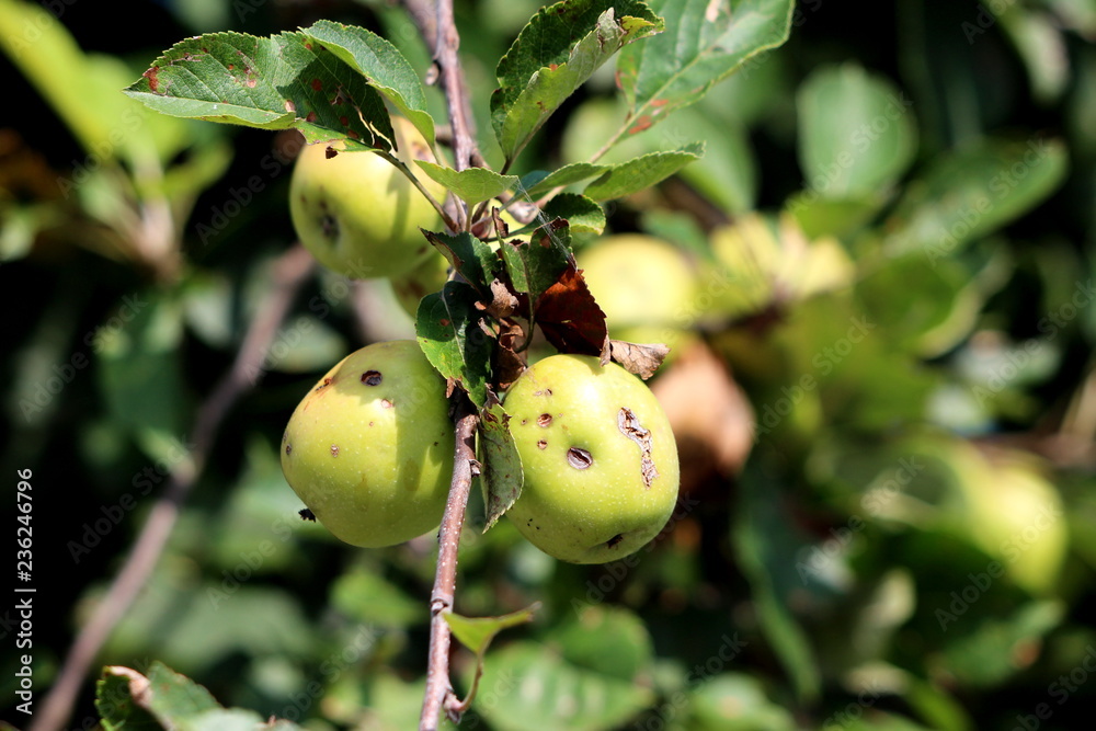Green to yellow apples with few grey spots and small holes on single branch surrounded with dark green leaves in local garden