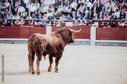 Fighting bull running in the arena. Bullring. Toro bravo © karrastock