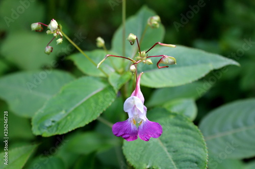 Garden balsam or Impatiens balsamina or Garden jewelweed or Rose balsam or Spotted snapweed or Touch-me-not annual plant with lilac to white open blooming flower in front of multiple closed flower bud photo