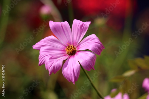 Fotografija Garden cosmos or Cosmos bipinnatus or Mexican aster dark to light purple half-ha