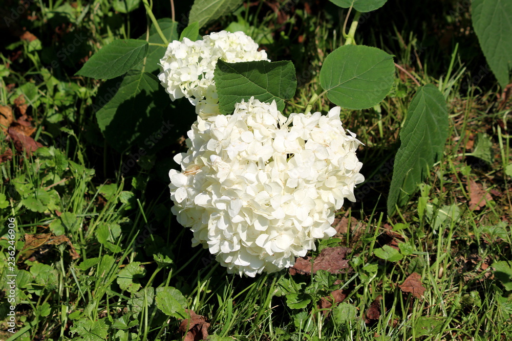 Hydrangea or Hortensia garden shrub with bunch of bright white flowers with pointy petals near ground surrounded with thick green leaves and uncut green grass on warm summer day Hydrangea or Hortensia garden shrub with bunch of bright white flowers with pointy petals near ground surrounded with thick green leaves and uncut green grass on warm summer day
