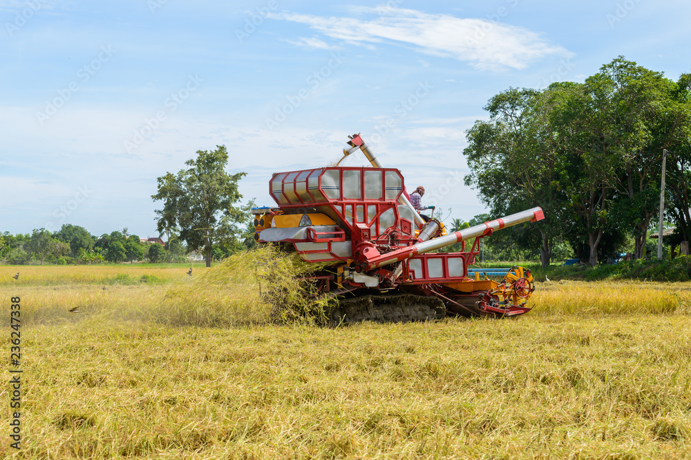 Fototapeta premium Combine harvester Working on rice field. Harvesting is the process of gathering a ripe crop