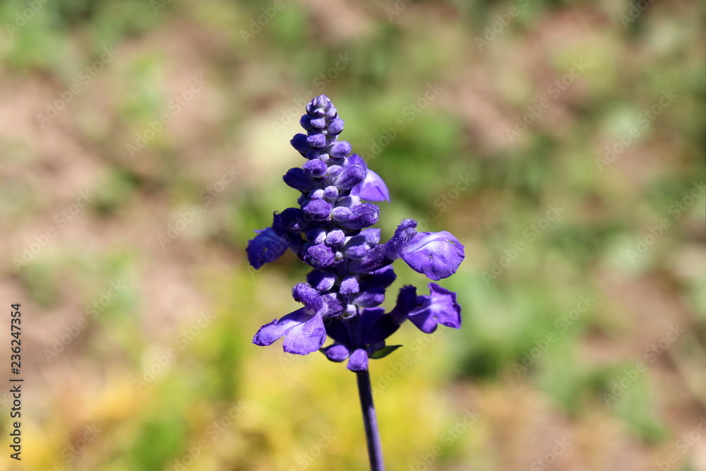 Mealycup sage or Salvia farinacea or Mealy sage herbaceous perennial plant with blue to violet with white parts flowers on single stem on warm sunny summer day Mealycup sage or Salvia farinacea or Mealy sage herbaceous perennial plant with blue to violet with white parts flowers on single stem on warm sunny summer day
