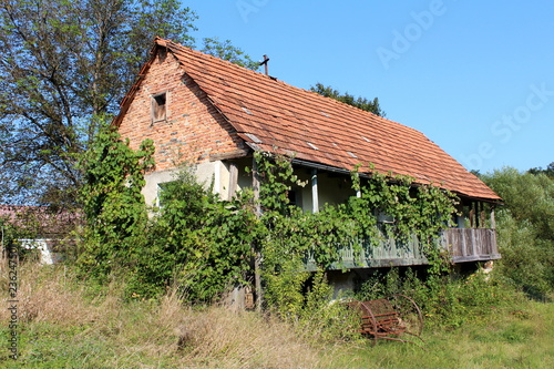 Old abandoned red brick family house with wooden porch and dilapidated roof tiles completely overgrown with crawler plants and high grass with rusted agricultural tool left outside on warm sunny summe