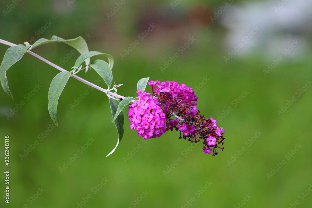 Single Summer lilac or Buddleia davidii or Butterfly-bush or Orange eye flowering plant with lilac to violet partially open flower in cluster pyramidal spike on green leaves and other garden vegetatio Single Summer lilac or Buddleia davidii or Butterfly-bush or Orange eye flowering plant with lilac to violet partially open flower in cluster pyramidal spike on green leaves and other garden vegetatio