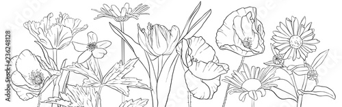 vector drawing poppy flowers